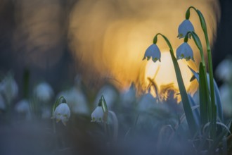 Spring snowdrop (Leucojum vernum), March snowdrop, March bells, sunset, blossoms, plants, spring,