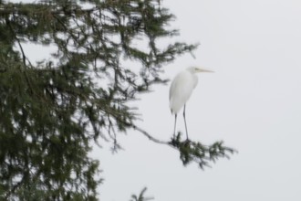 An egret (Ardea alba) sits quietly on a branch in the forest, conveying a peaceful atmosphere,