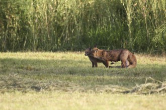 Red fox (Vulpes vulpes) female with young on a mown meadow, Allgäu, Bavaria, Germany Allgäu,