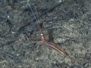 A reddish-brown shrimp with long antennae, unicorn shrimp (Plesionika narval), on the seabed in the