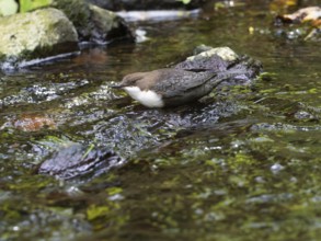 Common Dipper (Cinclus cinclus), adult bird walking through shallow water in a hill stream,