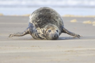 Grey seal (Halichoerus grypus) adult animal on a beach, Norfolk, England, United Kingdom, Europe