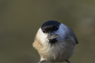 Marsh tit (Poecile palustris) adult bird with a sunflower seed in its beak, England, United