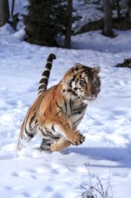 Siberian tiger (Panthera tigris altaica), adult, in the snow, in winter, jumping, captive