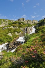 Alpine Wysse stream plunges over boulders into the depths, blooming alpine roses in the foreground,