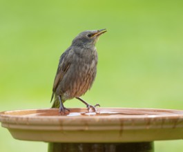 Starling (Sturnus vulgaris), juvenile standing on a bird bath, Lower Saxony, Germany, Europe