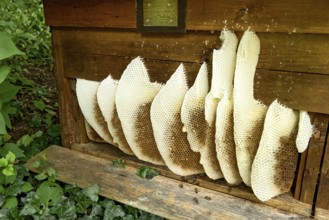 Honeycomb abandoned by colony, honeycomb, wild natural burrow on outside of hive, light-coloured