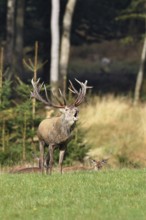 Red deer (Cervus elaphus) during the rutting season, a large stag roaring in a forest clearing,