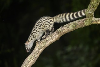 Common genet (Genetta genetta), climbing on a tree wildlife in a forest, Montseny National Park,