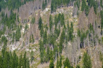 Damaged mountain forest, book printer, broken forest, tree damage, drought in the forests, near St.