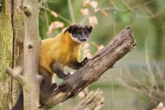 Yellow-throated marten (Martes flavigula) on a branch, Germany, Europe