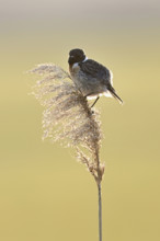 Stonechat (Saxicola rubicola), male sitting on reeds, Lake Neusiedl National Park, Seewinkel,