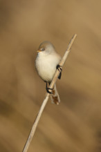 Bearded Tit (Panurus biarmicus), female on reeds, Klingnauer Stausee, Canton Aargau, Switzerland,