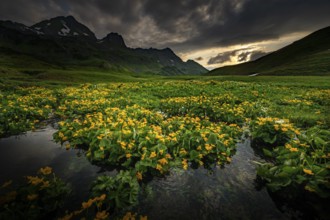 Summit in the morning light with dramatic clouds and marsh marigolds (Caltha) with stream in the