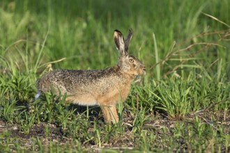 European hare (Lepus europaeus), standing in meadow, Lake Neusiedl National Park, Seewinkel,