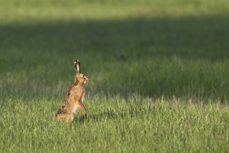 European hare (Lepus europaeus), standing on its hind legs, Lake Neusiedl National Park, Seewinkel,