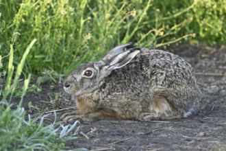 European hare (Lepus europaeus), in the Sasse, Lake Neusiedl National Park, Seewinkel, Burgenland,