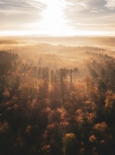 Aerial view of a dense forest in autumn at sunrise, golden light and mystical fog create a magical