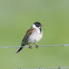 Reed bunting (Emberiza schoeniclus) male sitting on a wire fence, songbird, wildlife, Ochsenmoor,