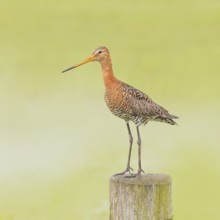 Black-tailed godwit (limosa limosa) on pasture fence, snipe birds, wildlife, Ochsenmoor, Naturpark