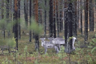 Reindeer (Rangifer tarandus) in the forest, Lapland, Finland, Europe