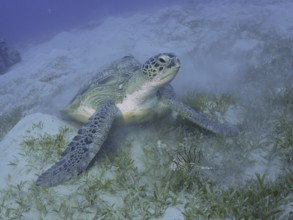 A Green turtle (Chelonia mydas) lying on the seabed, surrounded by seagrass, dive site House Reef,