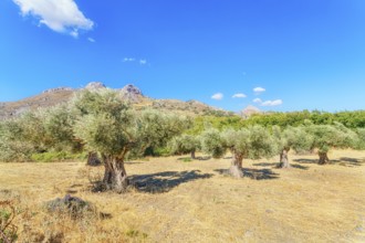 Centuries-old Olive grove, Preveli, Rethymno, Southern Crete, Crete, Greek Islands, Greece, Europe