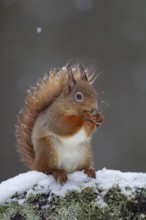 Red squirrel (Sciurus vulgaris) adult animal feeding on a nut on a tree branch covered in snow in