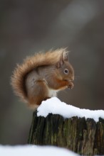 Red squirrel (Sciurus vulgaris) adult animal feeding on a nut on a tree stump covered in snow in