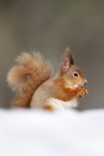 Red squirrel (Sciurus vulgaris) adult animal feeding on a nut in snow in winter, Scotland, United