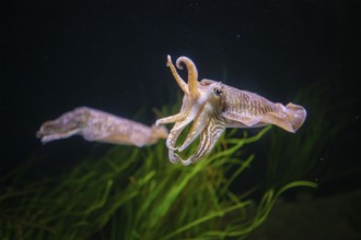 The Common (European) Cuttlefish (Sepia officinalis) underwater in sea, cephalopod, related to