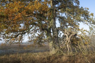 Old English oak (Quercus robur) in autumn with yellow discoloured leaves, Thuringia, Germany,