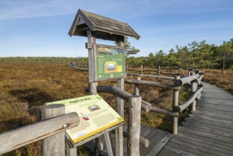 Plank path through the Black Moor, educational boards, information boards, eyes in the moor, moor