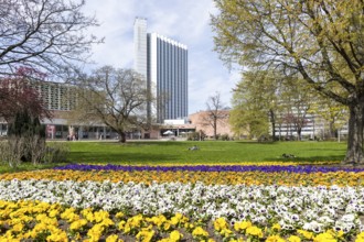 Spring planting with pansies (viola) in the city centre with visual axis to the civic hall and the