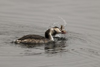 A great crested grebe in the water, fighting with a fish, splashing water, great crested grebe,