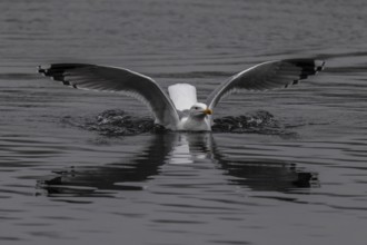 A gull spreads its wings over calm-looking grey water while its reflection is visible, Mew Gull