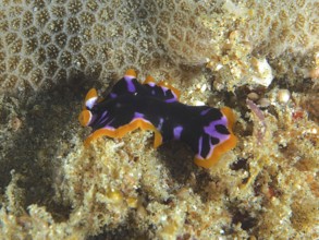 Flatworm with bright colours, yellow-black whirlpool worm (Pseudoceros), on the sandy seabed, dive