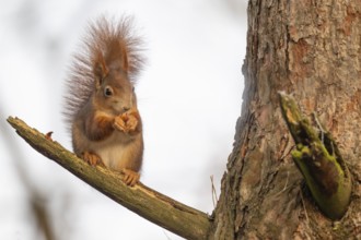 Squirrel (Sciurus vulgaris) sitting on a branch and holding a hazelnut in its paws,