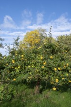 Quince tree (Cydonia oblonga) with ripe fruit in an orchard, Mecklenburg-Western Pomerania,