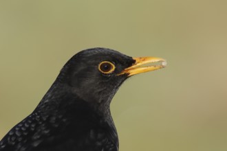 Blackbird (Turdus merula), male, portrait, wildlife, animals, birds, songbird, Siegerland, North