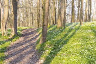 Path through the forest with flowering wood anemones (Anemone nemorosa) in spring, Petzschwitz,