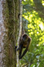 Geoffroy's spider monkey (Ateles geoffroyi) climbing a tree in the jungle, Tortuguero National