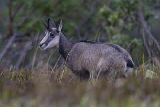 Chamois (Rupicapra rupicapra), Vosges, France, Europe