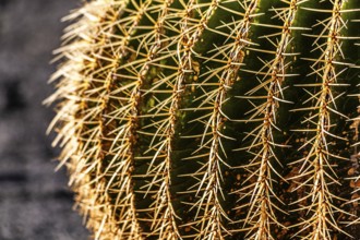 2016, Guatiza, Lanzarote, Jardin de Cactus by Cesar Manrique, ESP, Spain, Canary Islands, Canary