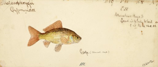 Goldfish, Carassius auratus, a freshwater fish of the carp family, fish, reproduction of an