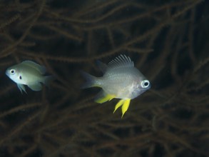 Two juvenile Golden damselfish (Amblyglyphidodon aureus) with yellow details swimming in front of