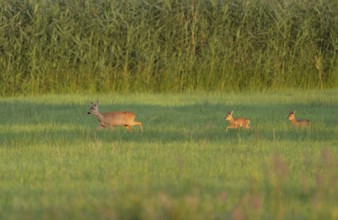 Roe deer (Capreolus capreolus), doe with two fawns running across a meadow, warm morning light,