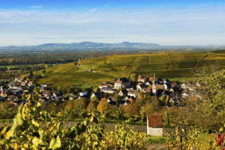 Hilly landscape and village with vineyards in autumn, Ebringen, near Freiburg im Breisgau,