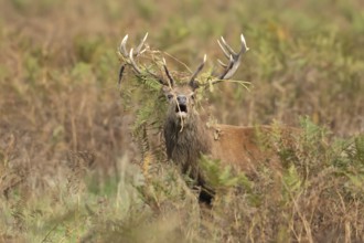 Red deer (Cervus elaphus) adult male stag roaring during the rutting season in autumn with Bracken