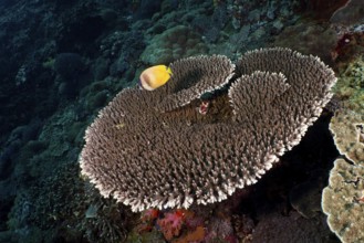 Table coral (Acropora hyacinthus) with yellow Sunburst Butterflyfish (Chaetodon kleinii) on a reef